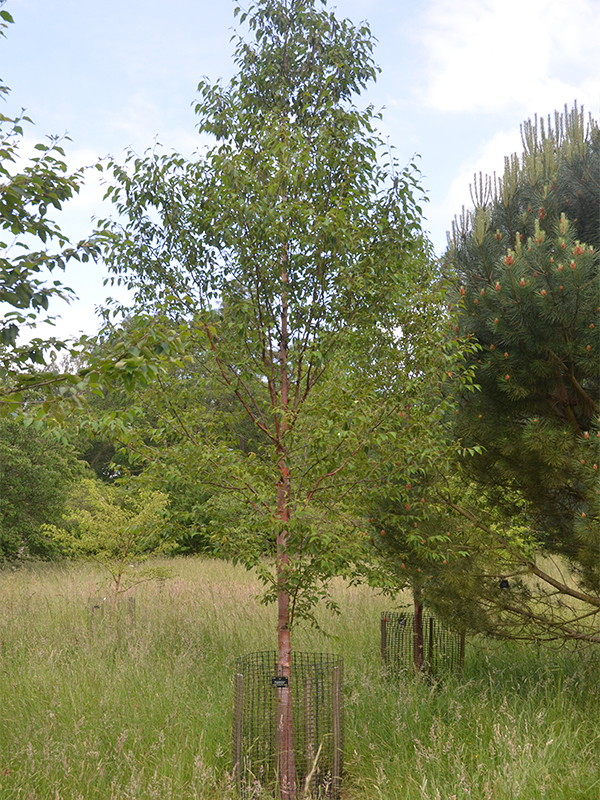 Betula-albosinensis-var. septentrionalis-frm.jpg
